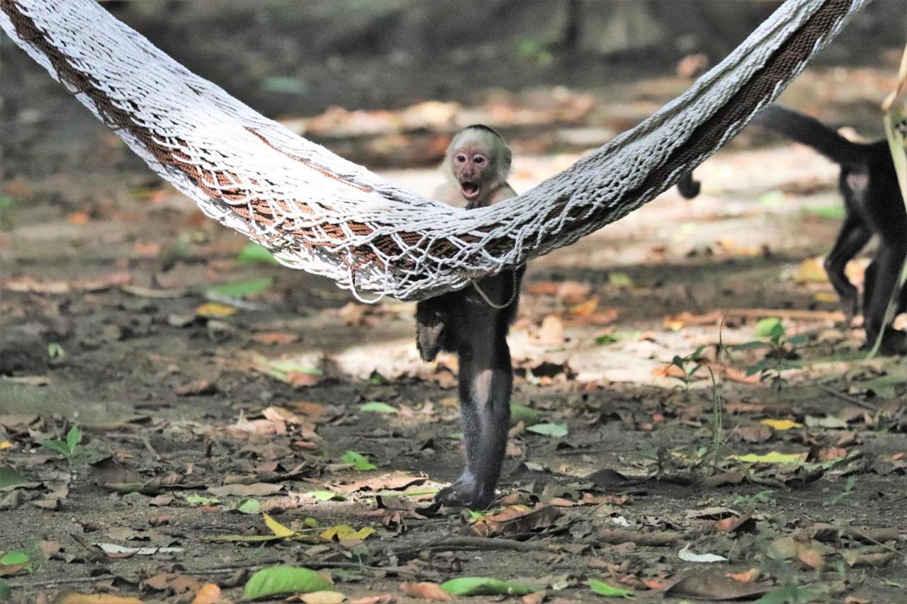 Four Monkeys Eco Lodge Jungle & Beach - The House Cabo Matapalo Extérieur photo