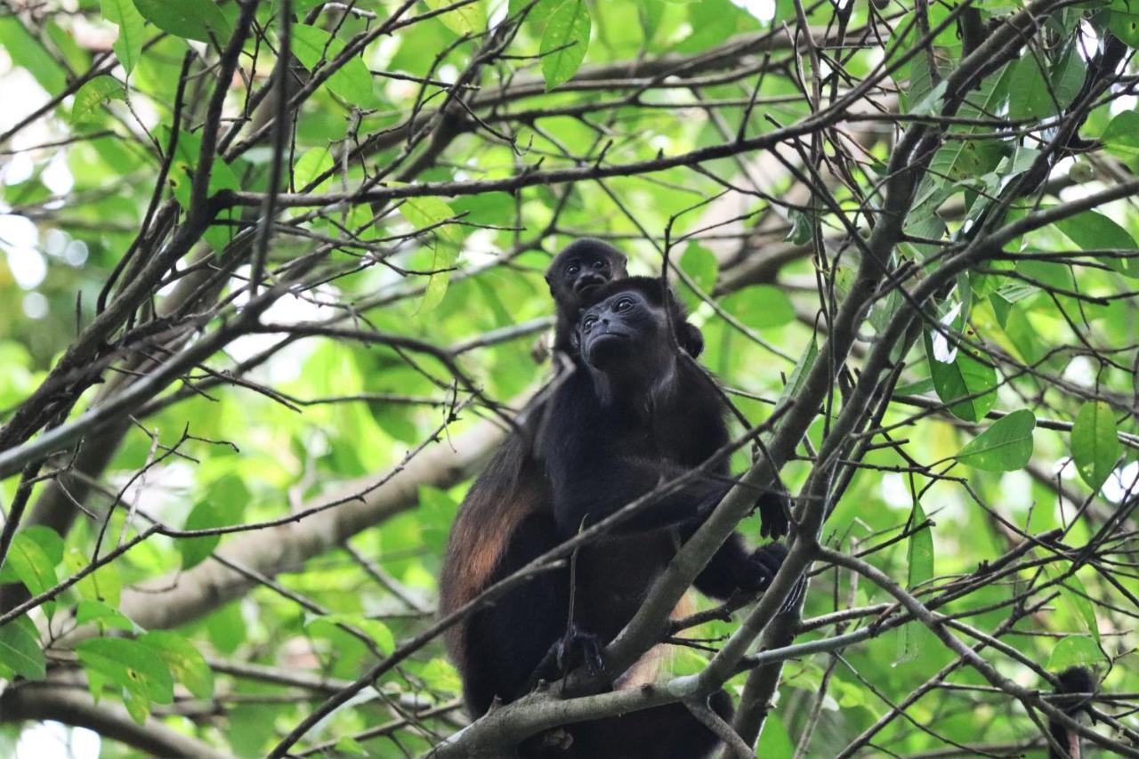 Four Monkeys Eco Lodge Jungle & Beach - The House Cabo Matapalo Extérieur photo