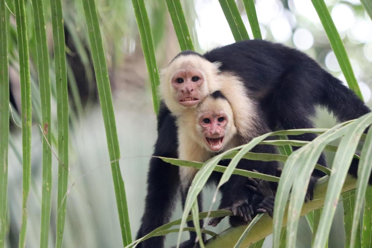 Four Monkeys Eco Lodge Jungle & Beach - The House Cabo Matapalo Extérieur photo