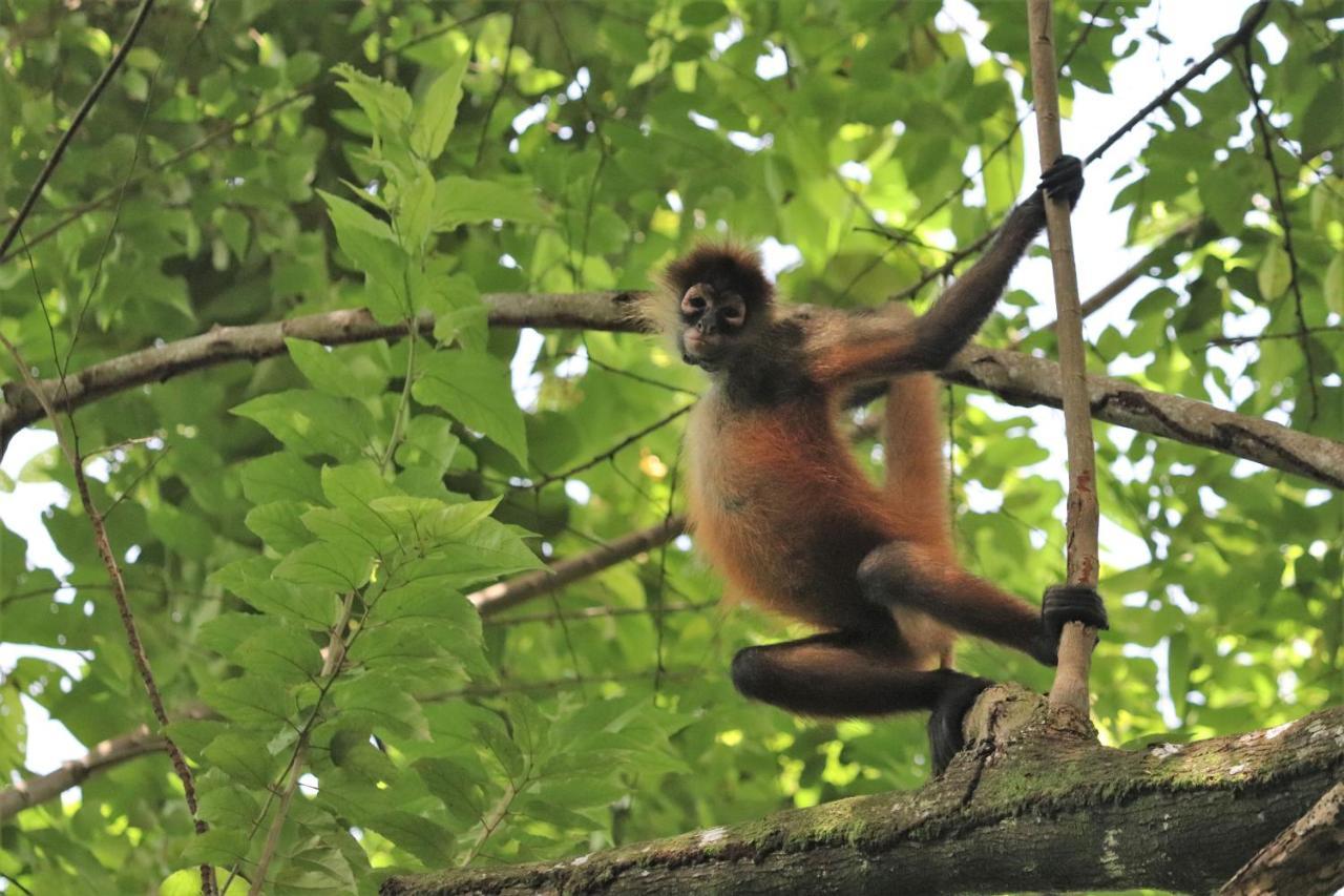 Four Monkeys Eco Lodge Jungle & Beach - The House Cabo Matapalo Extérieur photo