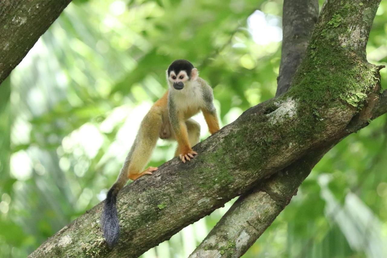Four Monkeys Eco Lodge Jungle & Beach - The House Cabo Matapalo Extérieur photo